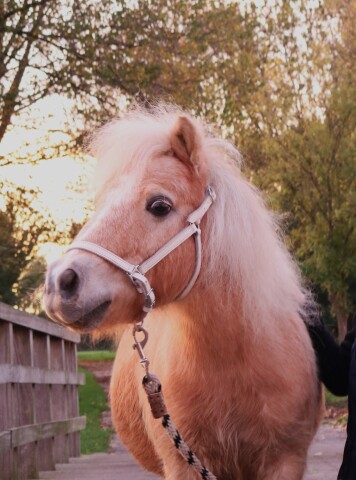 Nieuwe map (5) IMG 05311668329866904(1)